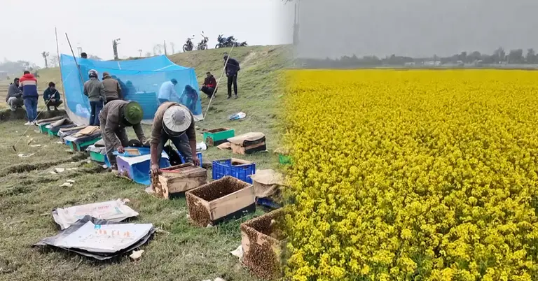জামালপুরে সরিষা মধু সংগ্রহে ব্যস্ত চাষিরা